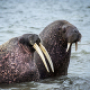 Expedition to Matveev Island in the Pechersk Sea