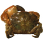 A new non-native crab species is spreading in the Black and Azov Seas