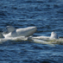 Scientists have assessed the anthropogenic impact on marine mammals of the Solovetsky Archipelago